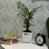 Bamboo Palm plant, with 5.5 inches white decor pot
